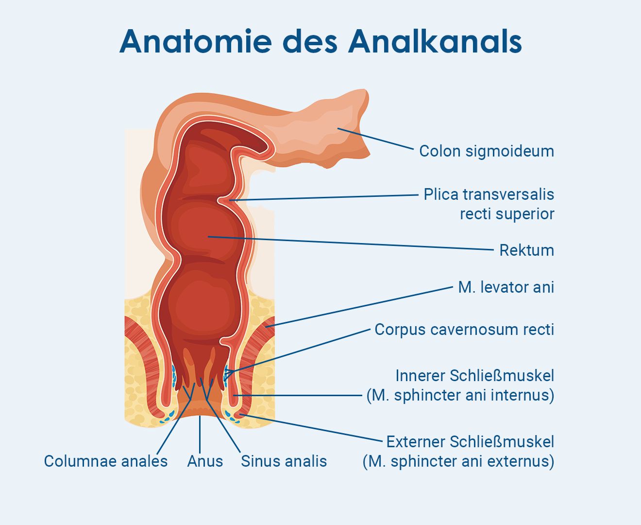AnalerSchliessmuskel anatonomie Analspiele analsex