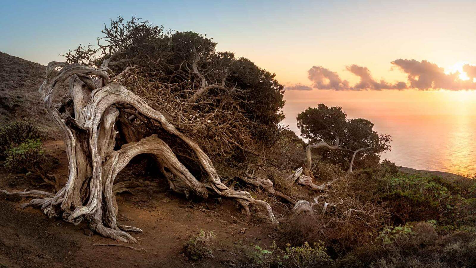el hierro el sabinar